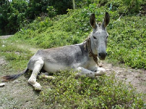 Name:  lazy_donkey-9177.jpg
Views: 5880
Size:  72.2 KB